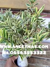 tanaman jamb kerikil varigata