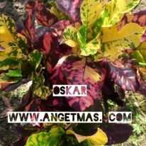 Tanaman puring oskar