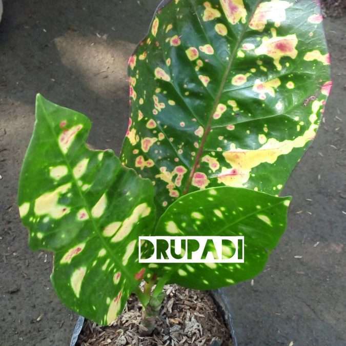 tumbuhan pring drupadi
