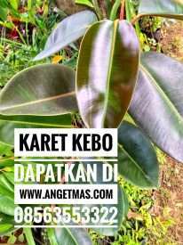 Bibit daun karet kebo