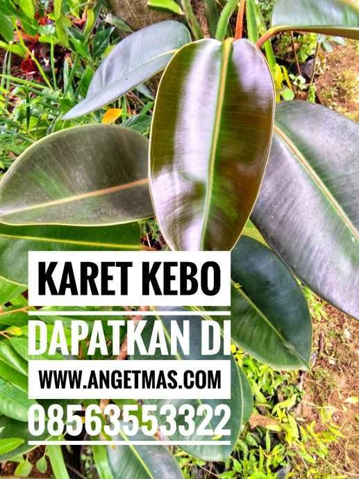 Bibit daun karet kebo