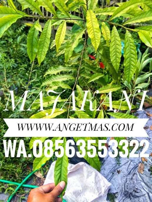 Pohon majakani