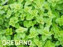 bibit tanaman oregano