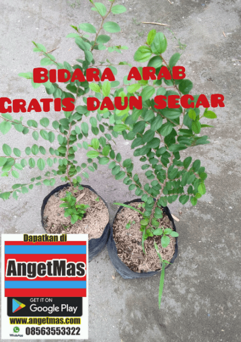 jual bibit tanaman bidara arab