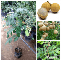 bibit tanaman buah kelengkeng diamond