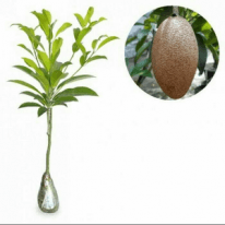 bibit tanaman buah sawo jumbo mentimun