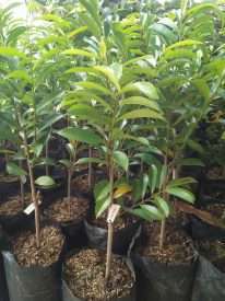 bibit tanaman buah sirsak merah