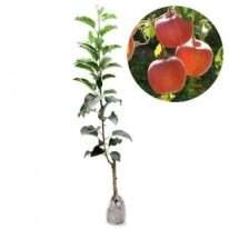 bibit tanaman buah pael ana