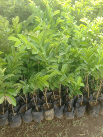 jual tanaman jambu getas merah