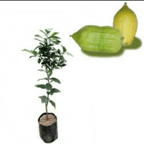 jual tanamn jruk pepaya