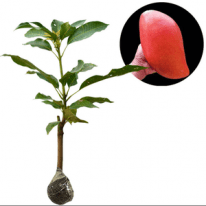 bibit tanaman mangga red emperor