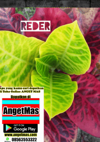 Jual bunga puring reder
