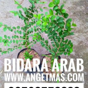 bibit tanaman bidara arab