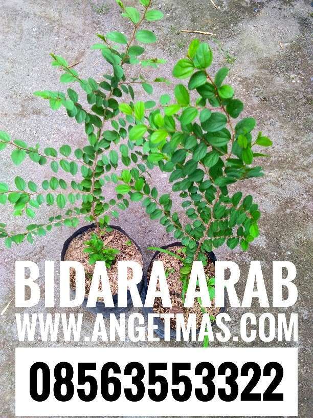 Bibit tanaman bidara arab / dapat 2 bibit tanaman bidara arab