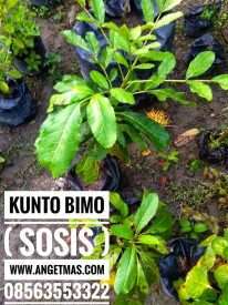 bibit tanaman kunto bimo