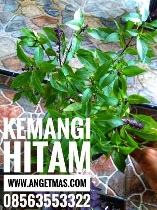 Bibit tanaman kemangi hitam