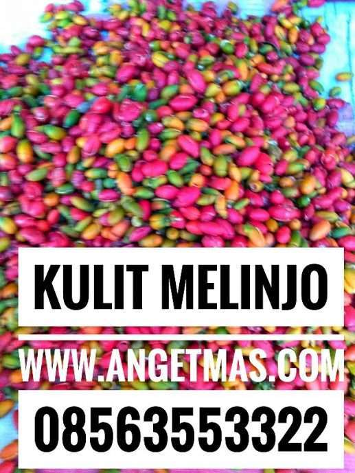 Jual kulit melinjo