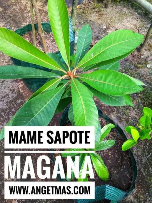 Jual tanaman buah mame sapote