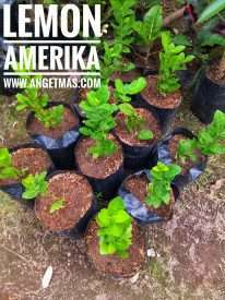 Bibit tanaman buah lemon amerika