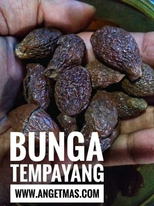 Manfaat bunga tempayang
