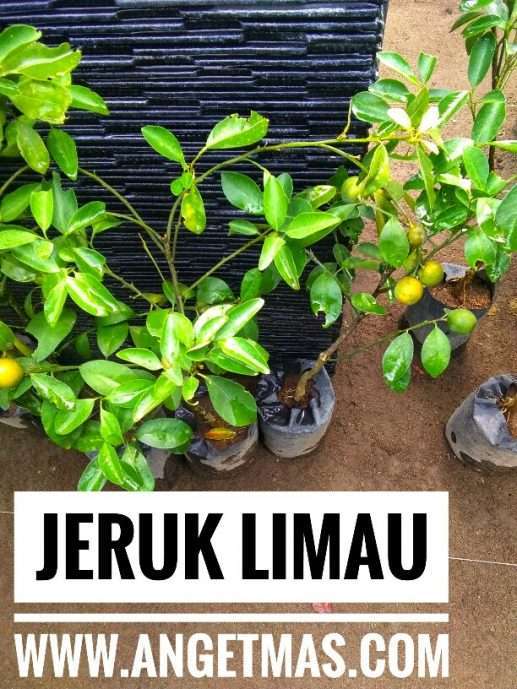 tanaman jeruk limau