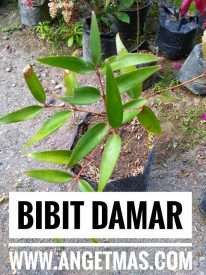 Bibit pohon damar