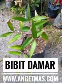 Bibit pohon damar
