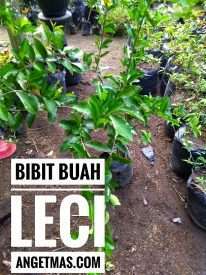 Tanaman buah leci