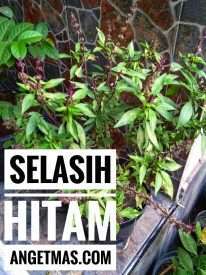 Tanaman selasih hitam