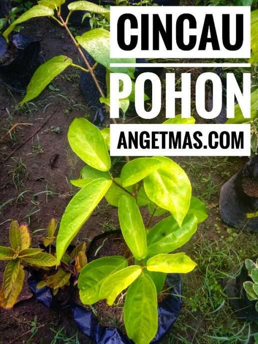 Tanaman cincau pohon