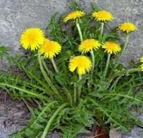 bibit tanaman daun jombang