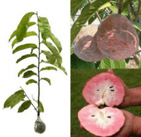 jual tanaman sirkaya merah