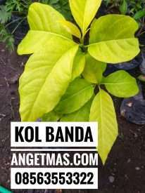 Bibit tanaman kol banda