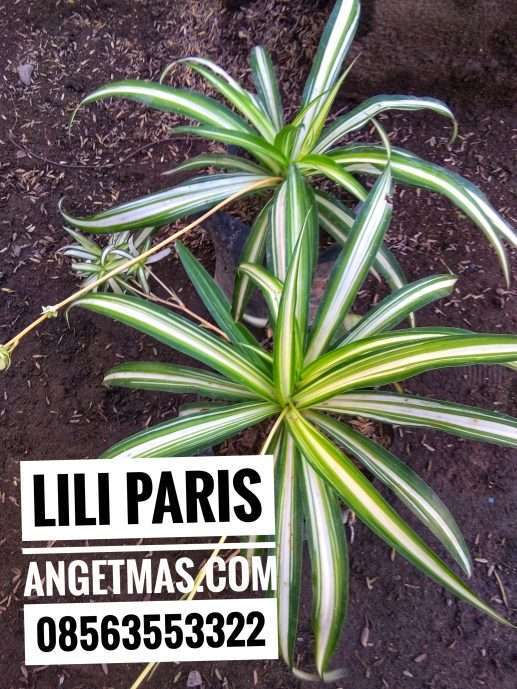 Bibit tanaman lili paris