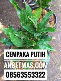 Bibit tanaman cempaka putih