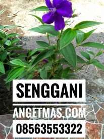 Tanaman senggani