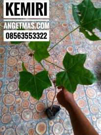 Bibit tanaman kemiri