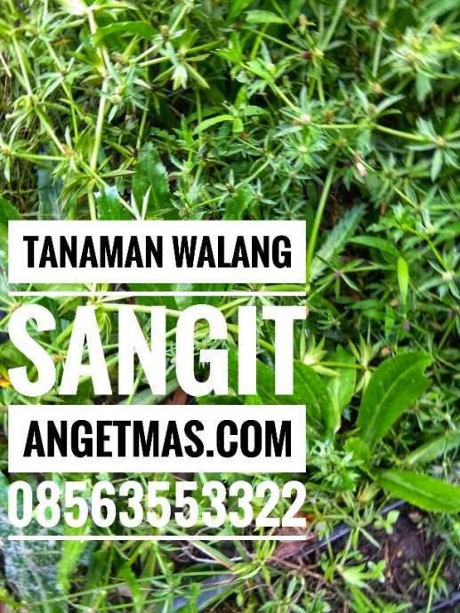 Bibit tanaman walang sangit