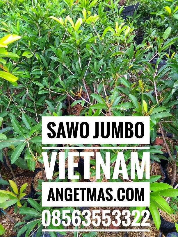 Tanaman sawo jumbo vietnam, jual tanaman sawo jumbo viaetnam