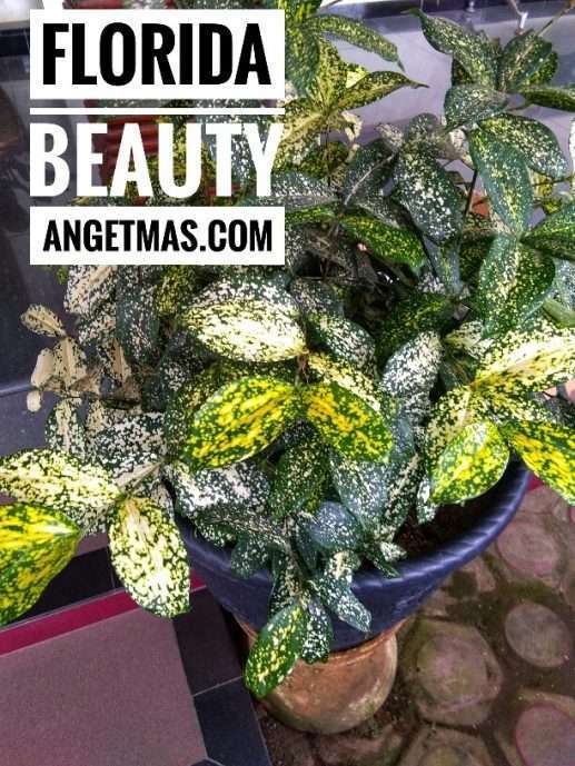 Bibit bunga florida beauty