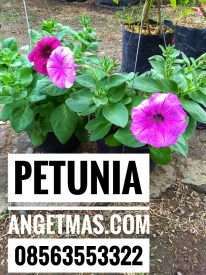 Jual bibit tanaman bunga petunia