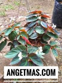 Bibit tanaman bunga begonia