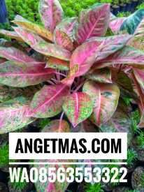 Tanaman aglaonema sexy pink