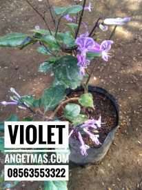 Bibit tanaman bunga violet