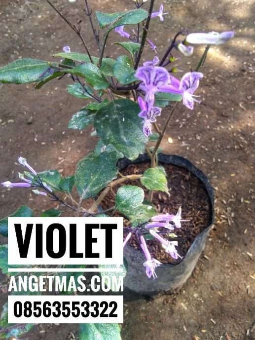 Bibit tanaman bunga violet