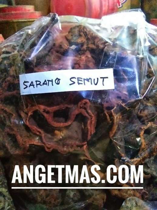 Sarang semut papua