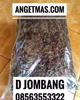 Daun Jombang kering