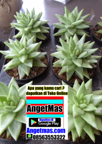 Jual bibit tanaman kaktus keris