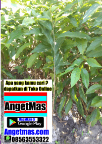 Bibit tanaman kantil kuning