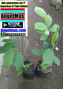 Jual bibit tanaman kantil merah, manfaat tanaman kantil merah, harga tanaman kantil merah